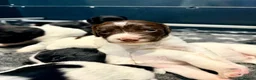 English Springer Spaniel dogs for sale: KC FTCH English Springer Spaniel Puppies - Advert 11
