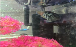 Cichlids fish for sale: Selling our lovely fish with full setup - Image 4