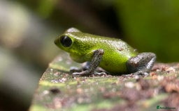 Frog reptiles for sale: Poison arrow frogs - fantastic frogs uk  - Image 8