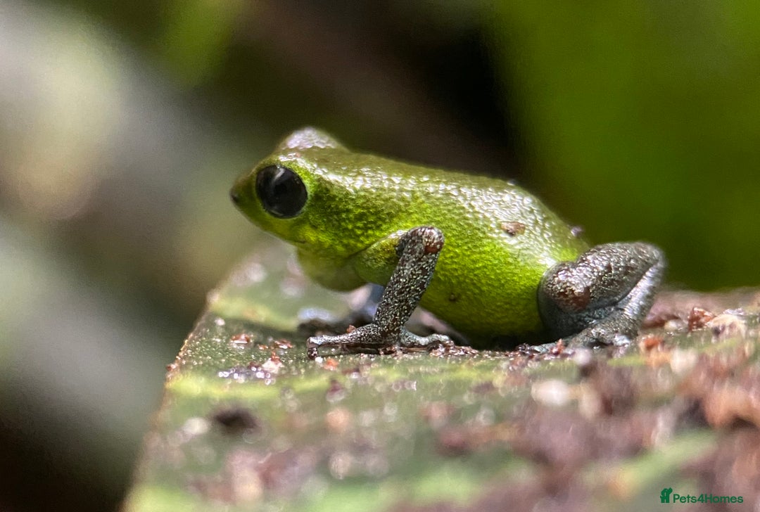 Frog reptiles for sale: Poison arrow frogs - fantastic frogs uk  - Image 8