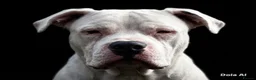 American Bulldog dogs for stud: Very handsome American bulldog for stud  - Advert 5
