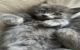 Ragdoll cats for sale: Gorgeous half pedigree Ragdoll kittens - Image 11