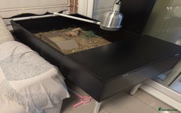 Tortoise reptiles for sale: enclosure  - Advert 3