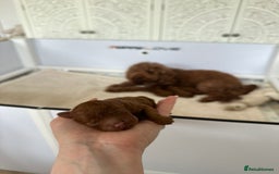 Cavapoo dogs for sale: STUNNING DEEP RED CAVAPOO PUPPIES  - Image 9