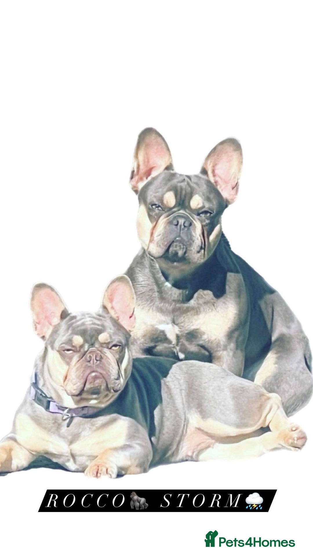 French Bulldog dogs for stud: Outstanding Stud Rocco 🦍💙 - Image 1