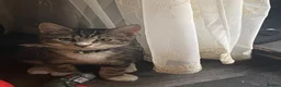 Mixed Breed cats for sale: 4 months old female tabby kitten  - Advert 1