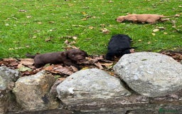 Cocker Spaniel dogs for sale: Cocker spaniel puppies  - Image 10