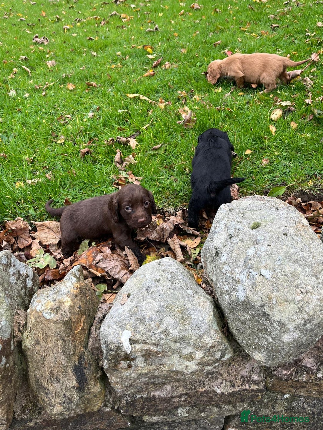 Cocker Spaniel dogs for sale: Cocker spaniel puppies  - Image 10