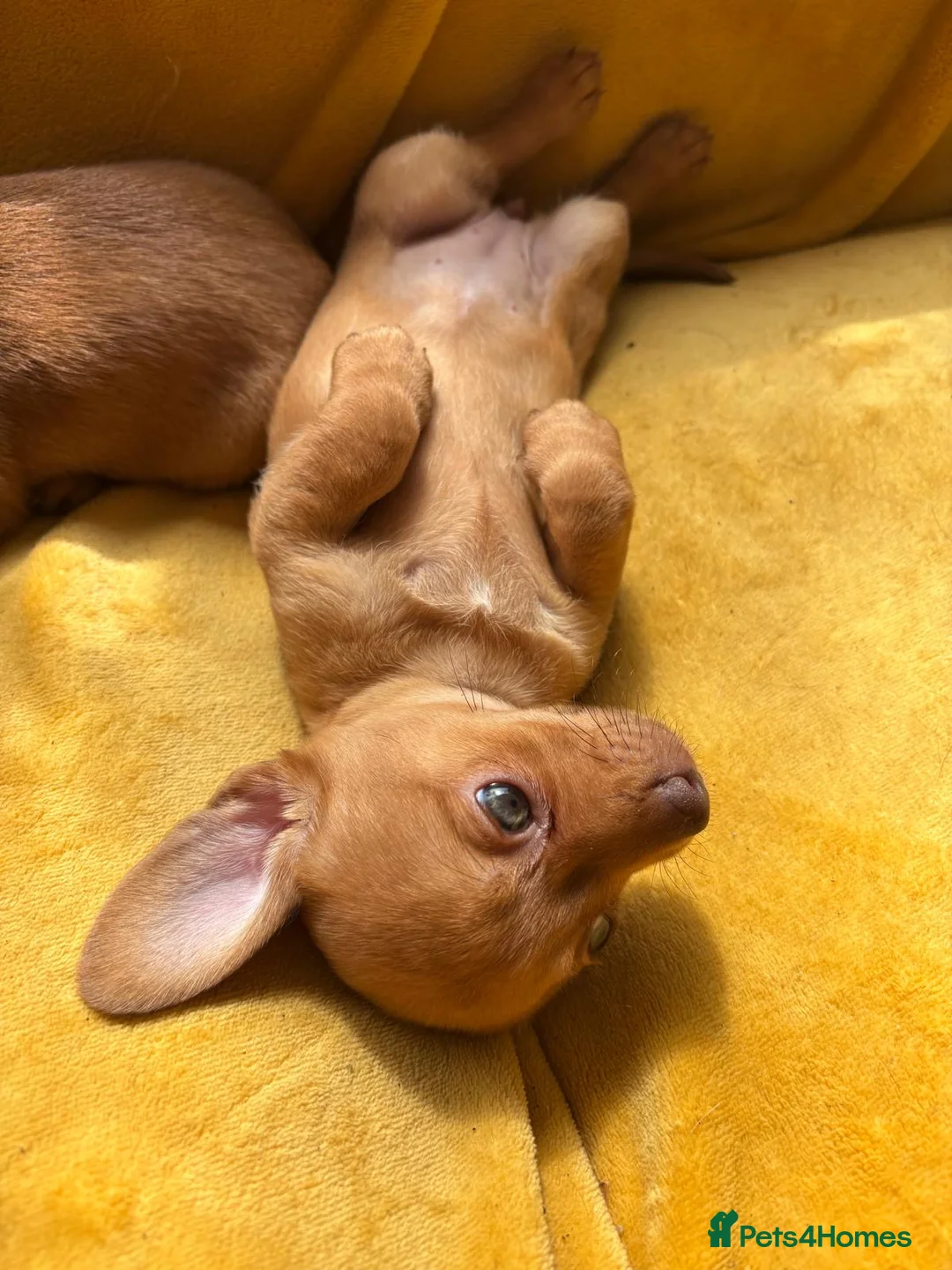 Chiweenie dogs for sale: Registered F1 Chiweenie Girl Puppy - Advert 7