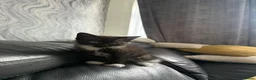 Mixed Breed cats for sale: Beautiful Black/Dark Brown Tabby Girl - Advert 8