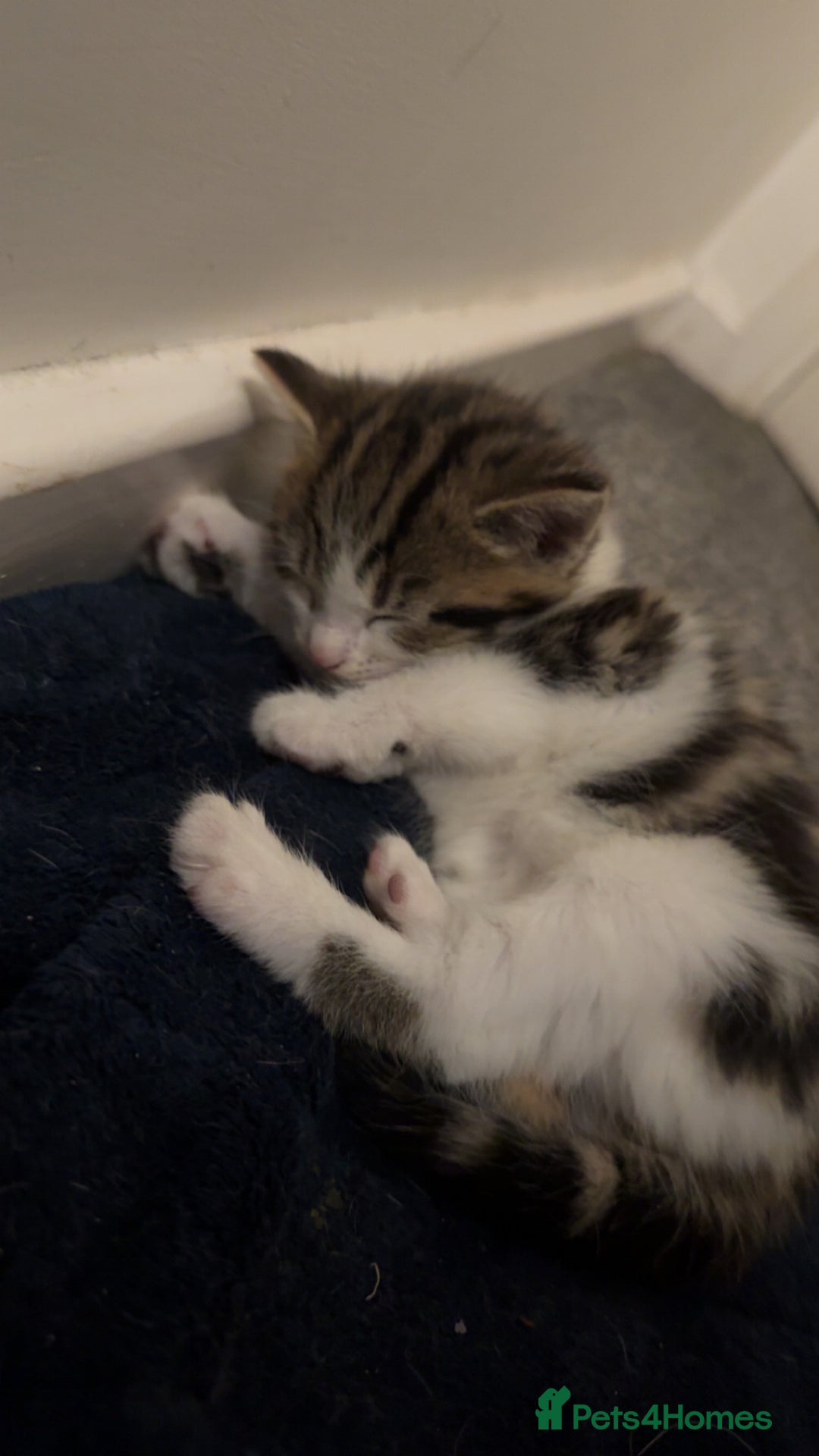 Domestic Shorthair cats for sale: 2 male kittens for sale  - Advert 14