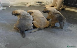 Belgian Shepherd Dog dogs for sale: Belgian malinois  - Image 6