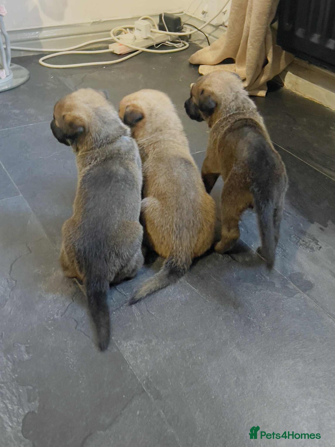 Belgian Shepherd Dog dogs for sale: Belgian malinois  - Image 6