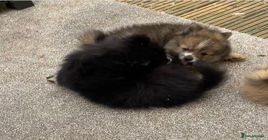Pomeranian dogs in Gainsborough - Advert 13