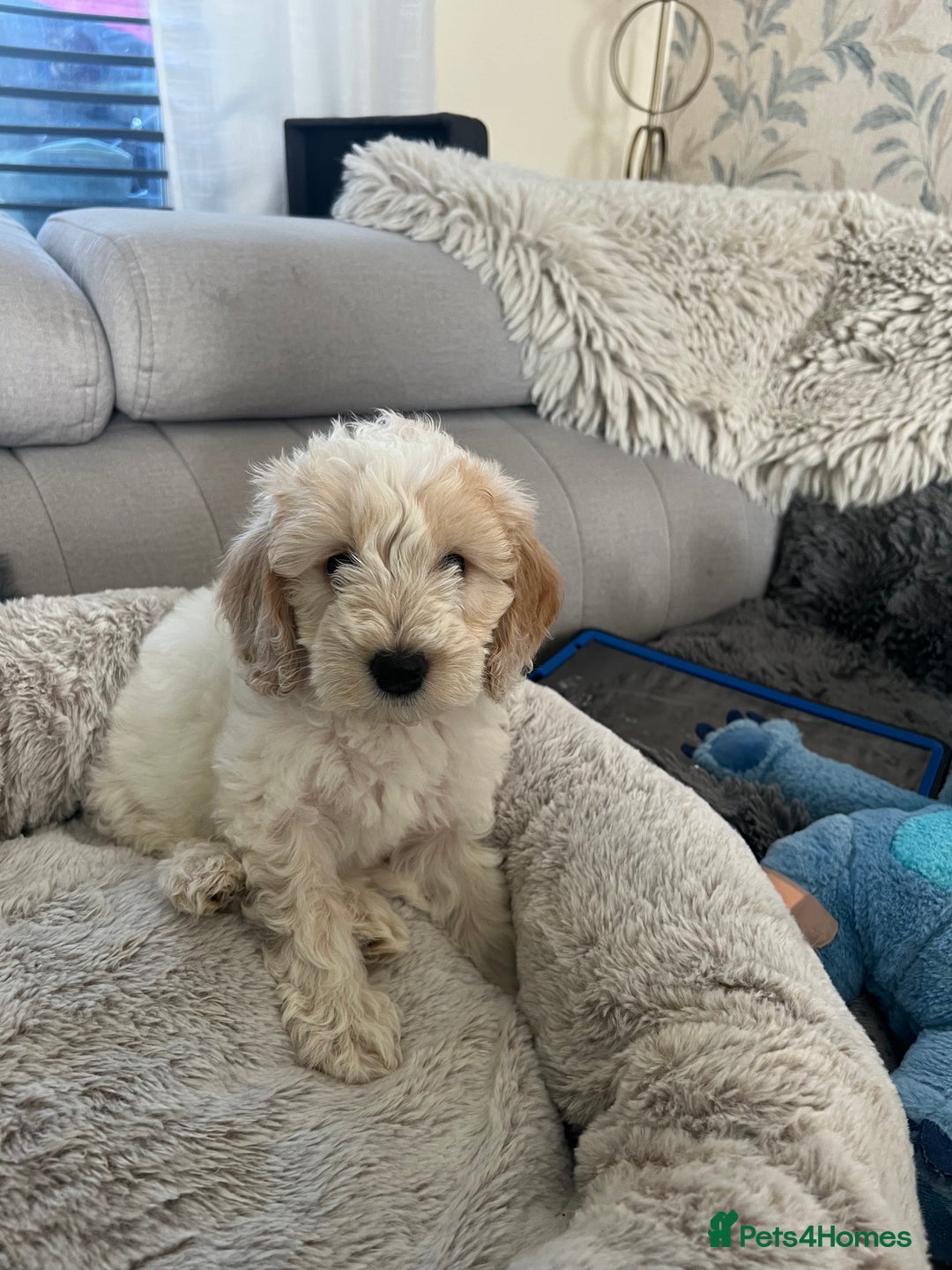 Cockapoo dogs for sale: Adorable Cockapoo Puppies Ready for Loving Homes - Image 4