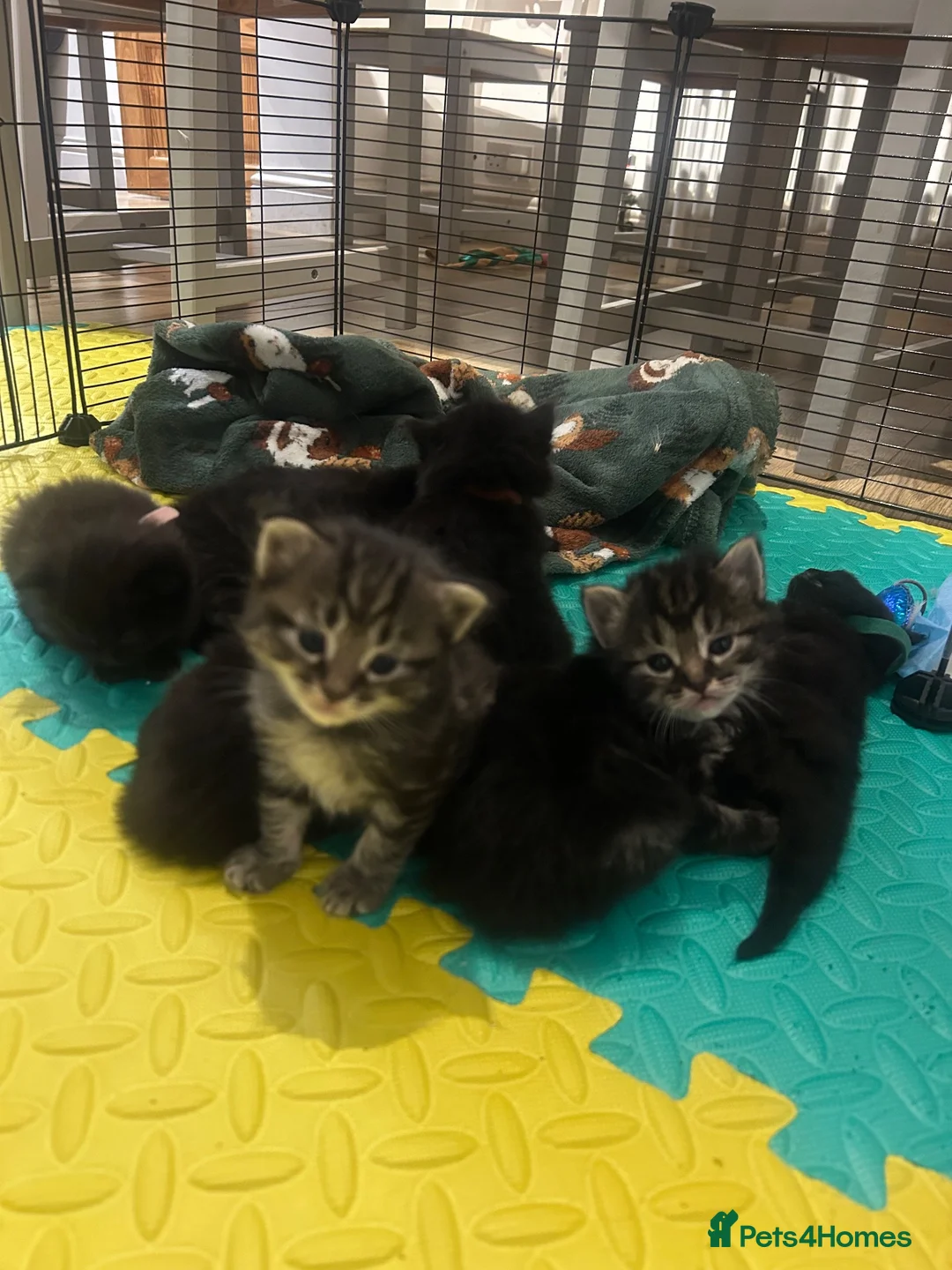 Mixed Breed cats for sale: 8 Beautiful Ragdoll Cross Kittens 🐾 - Advert 2