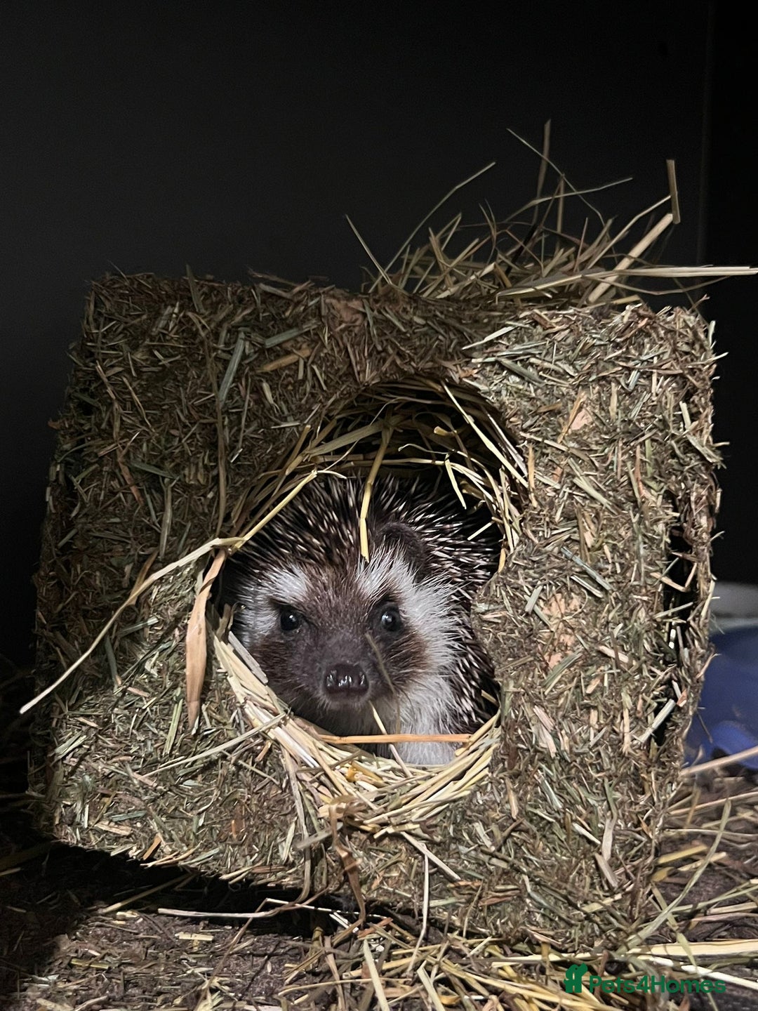 Pygmy Hedgehog rodents for sale: Pygmy Hedgehogs  - Advert 3