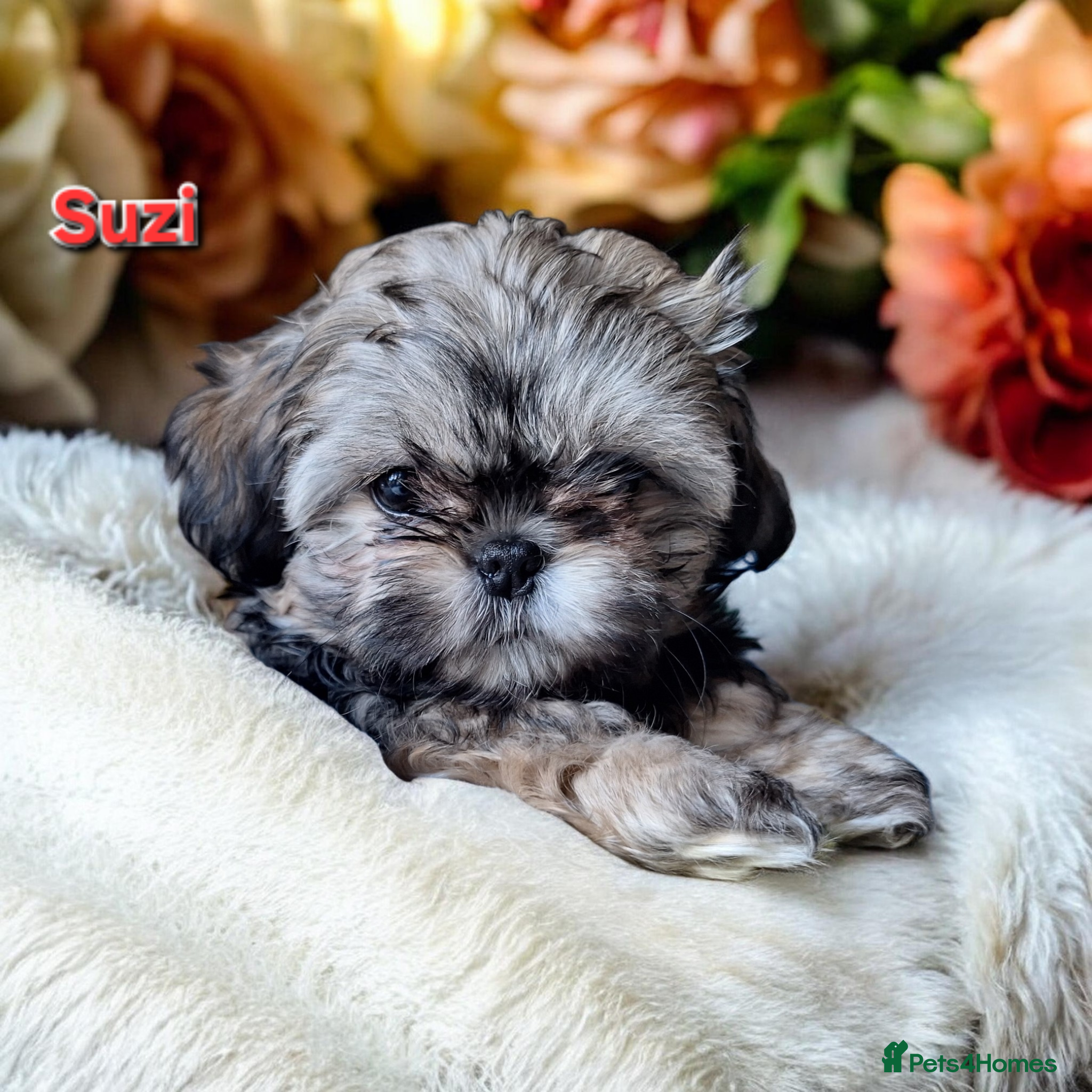 Shih Tzu dogs Beautiful Imperial Shih Tzus  - Advert 9