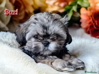 Shih Tzu dogs Beautiful Imperial Shih Tzus - Advert 9