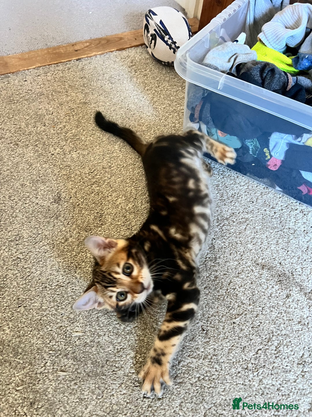 Bengal cats for sale: Beautiful rosette female Bengal kitten  in Okehampton - Image 5