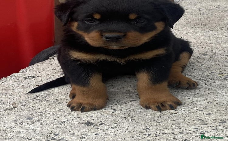 Rottweiler dogs - Advert 1