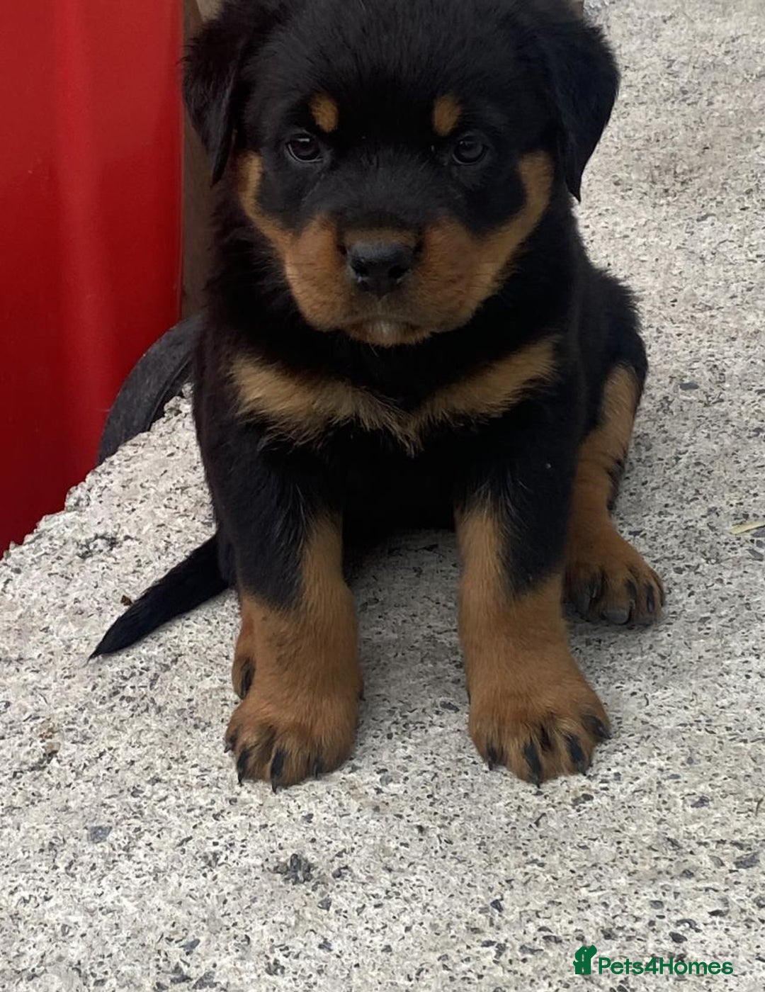 Rottweiler dogs for sale: Stunning purebred IKC Rottweiler Babies - Image 1