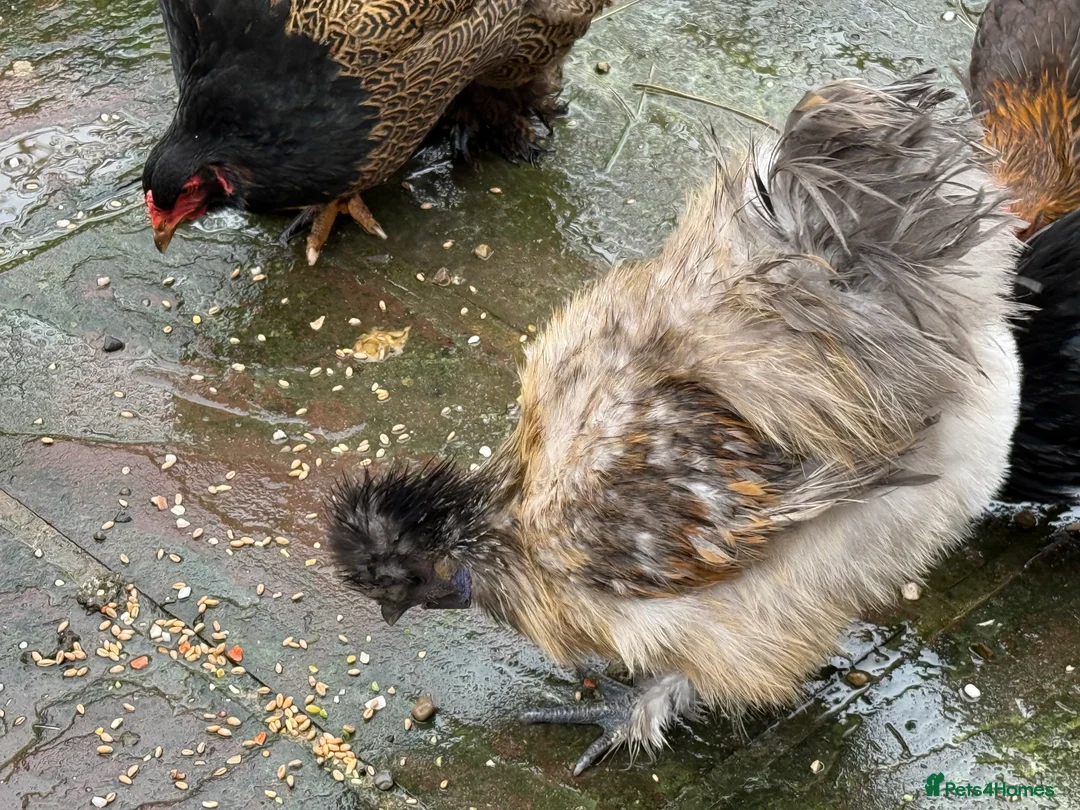 Chickens poultry for sale: 2 x silkie lavender cockerel - -Free - Advert 4
