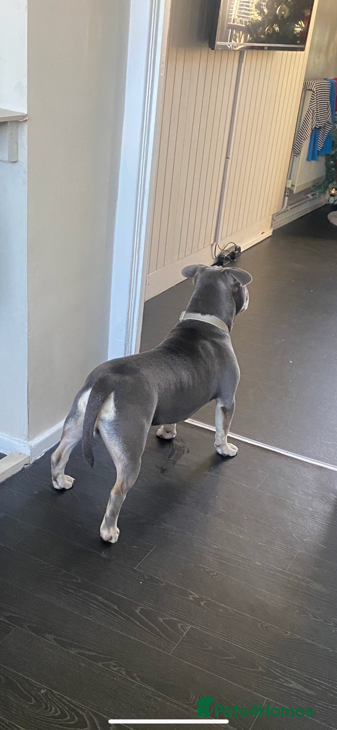 American Bully dogs for sale: Make pocket bully - Advert 2