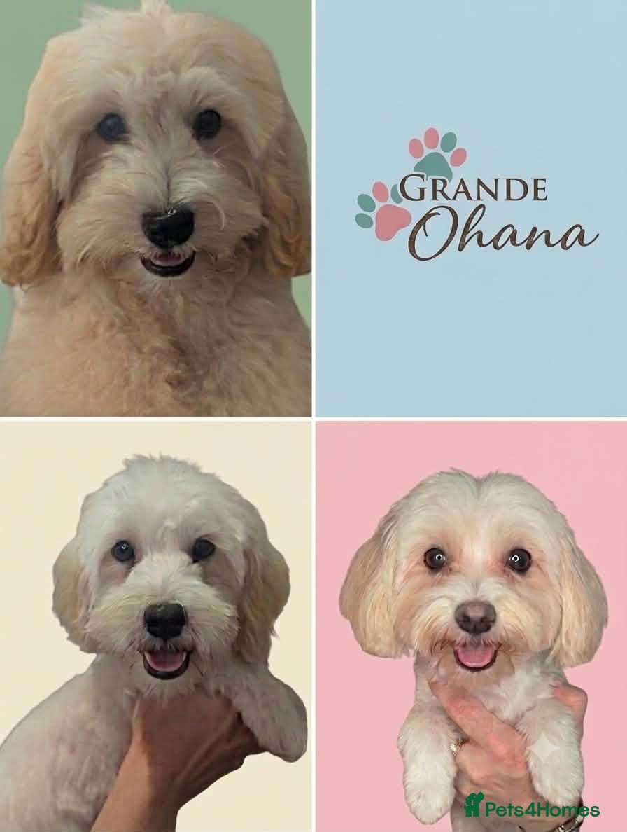 Maltipoo dogs F1 Maltipoo Puppies Available 2 boys, 1 girl - Advert 8