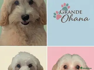 Maltipoo dogs F1 Maltipoo Puppies Available 2 boys, 1 girl - Advert 8