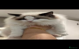 Ragdoll cats for sale: TICA REGISTERED RAGDOLL'S CHAMPION LINES. - Image 7