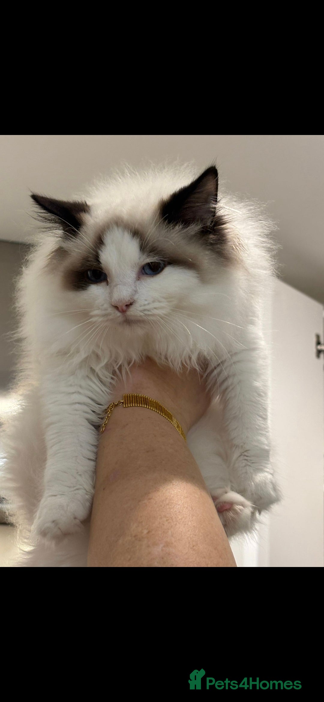 Ragdoll cats for sale: TICA REGISTERED RAGDOLL'S CHAMPION LINES. - Image 7