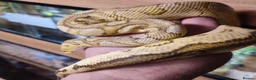 Python Snake reptiles for sale: Banana clown ball python  in Nottingham - Advert 1