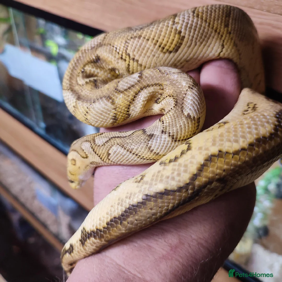 Python Snake reptiles for sale: Banana clown ball python  in Nottingham - Advert 1