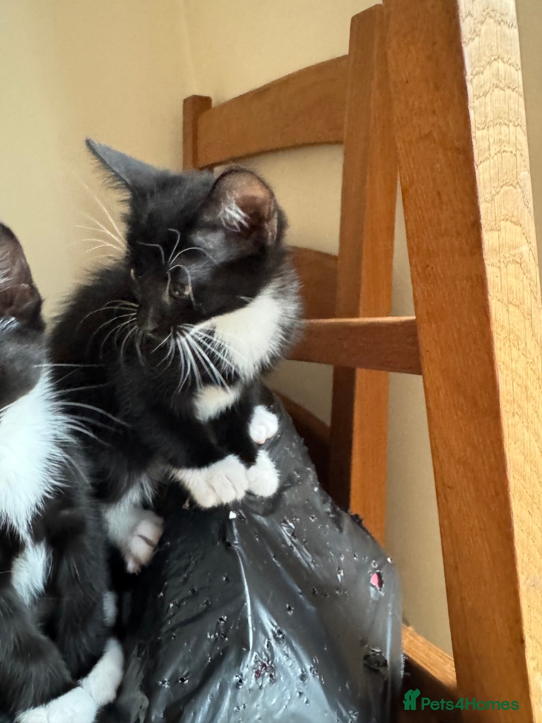 Mixed Breed cats for sale: Mixed kittens  - Image 9