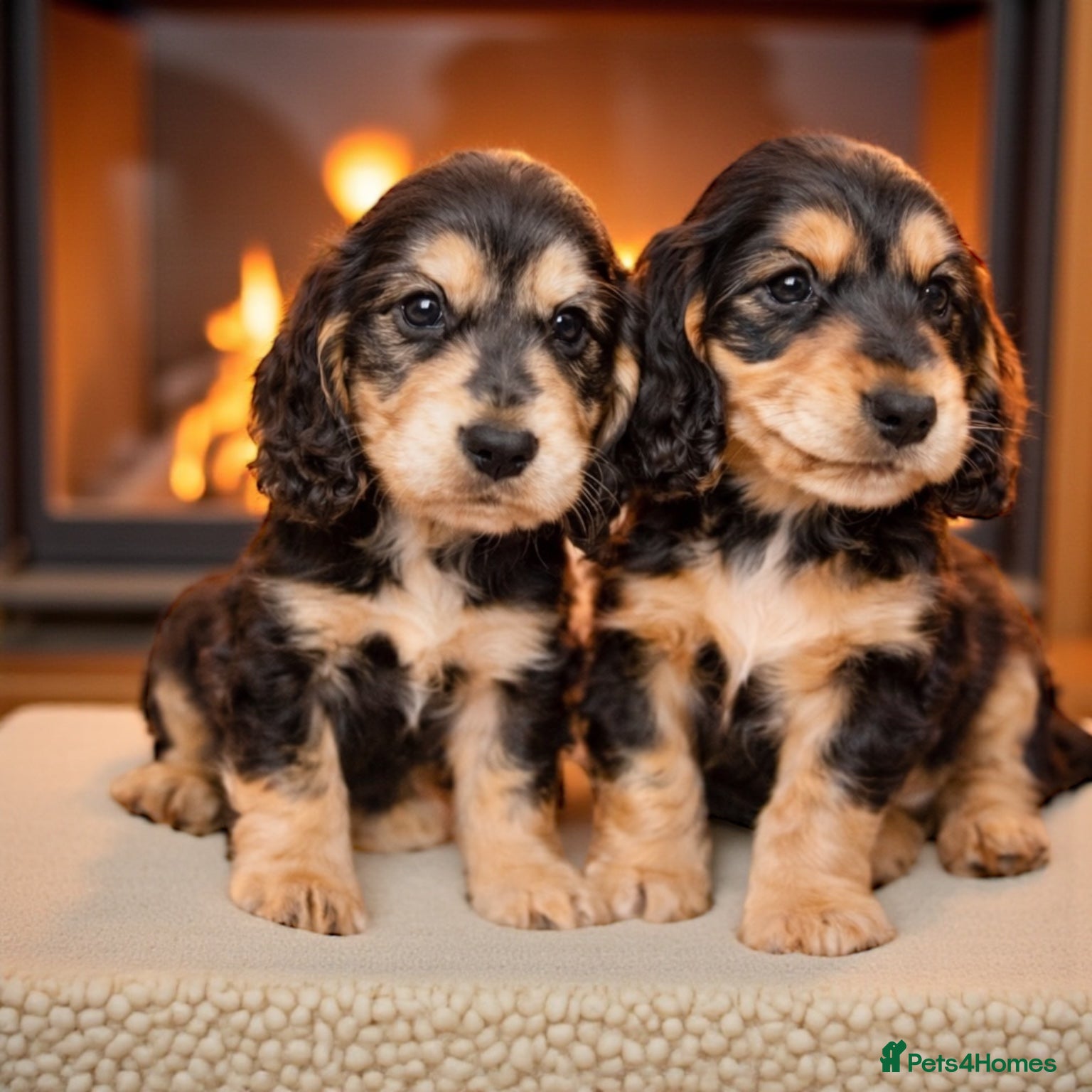 Cocker Spaniel dogs Ready Sunday Kc Registered puppies - Advert 7