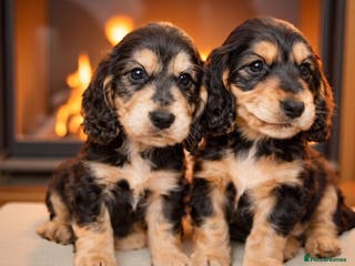 Cocker Spaniel dogs Ready Sunday Kc Registered puppies - Advert 4