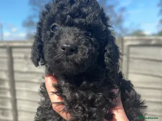 Toy Poodle dogs 🐩🩶 Beautiful Toy Poodle Puppies – Family Raised - Advert 1