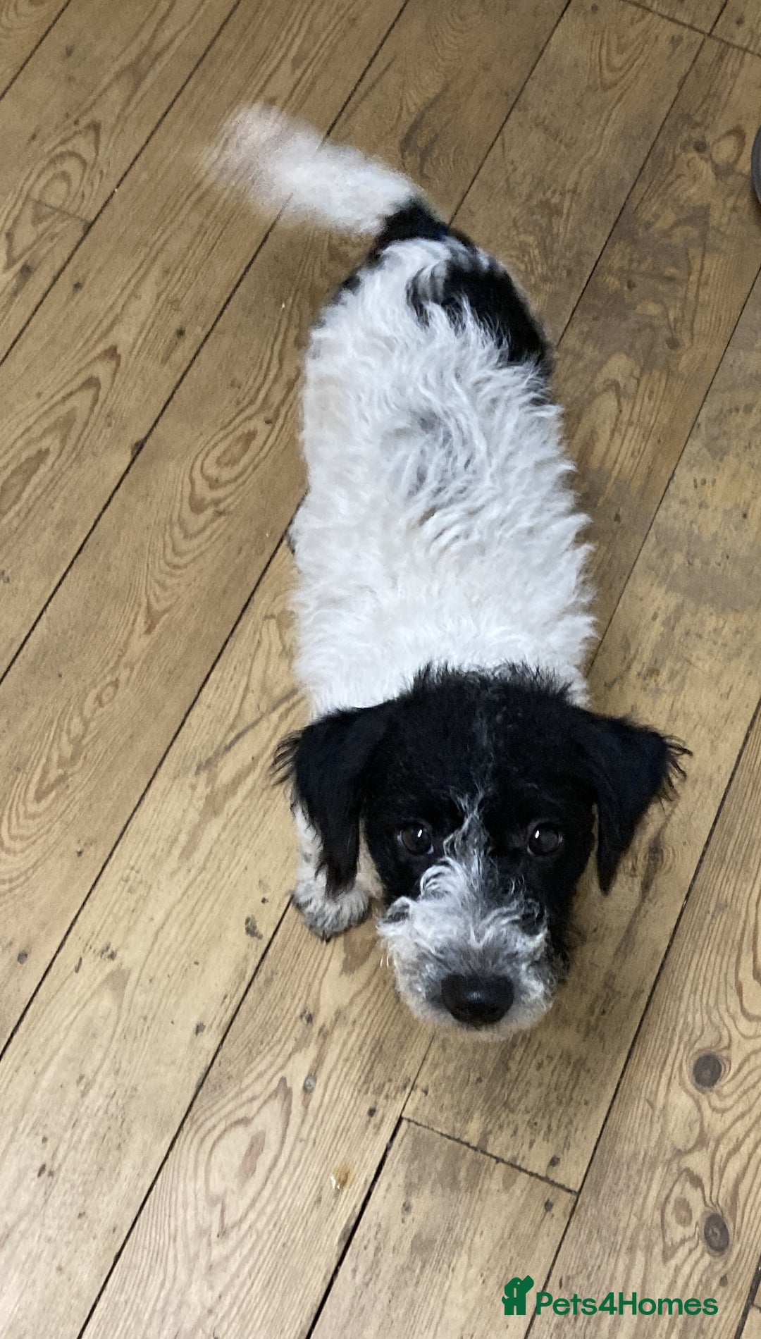 Jackapoo dogs for sale: @@GORGEOUS JACKAPOO PUPPIES@@ - Advert 10