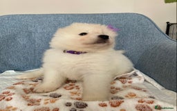 Samoyed dogs for sale: Beautiful Samoyed puppies  - Image 21