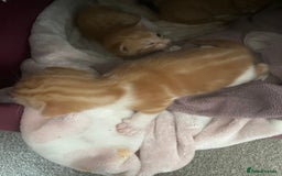 Domestic Shorthair cats for sale: 3 kittens 2 gingers 1 calico girl   in Lydney - Image 4