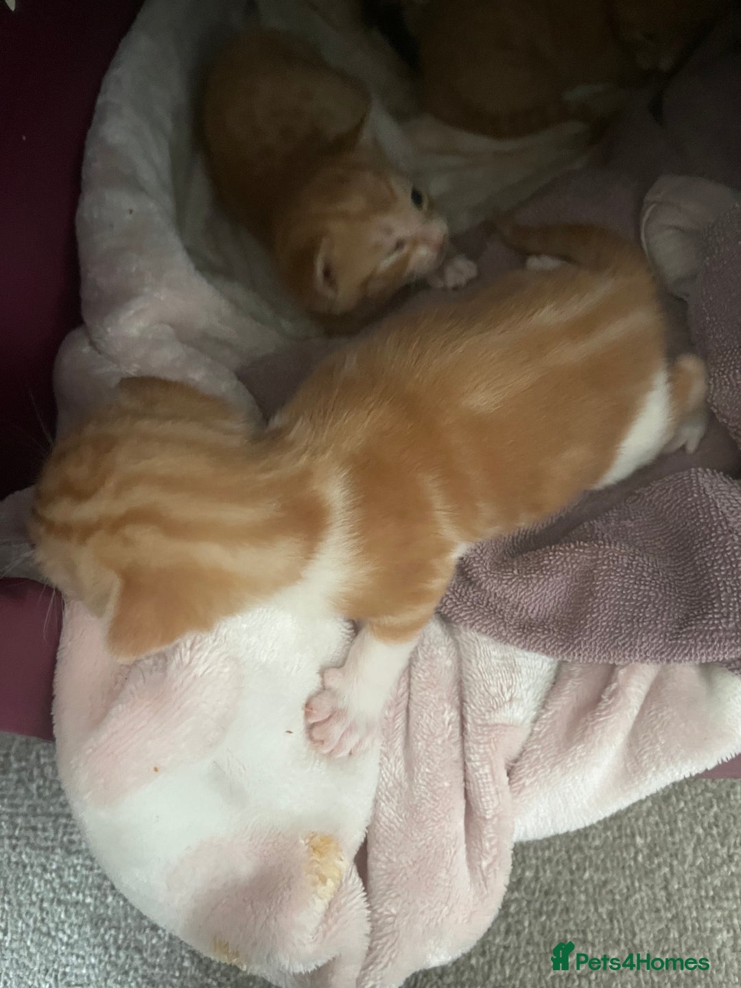 Domestic Shorthair cats for sale: 3 kittens 2 gingers 1 calico girl   in Lydney - Image 4