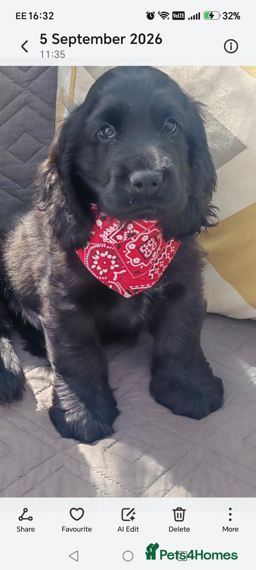 Cocker Spaniel dogs My last handsome boy. - Advert 1