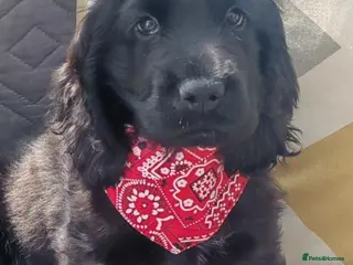 Cocker Spaniel dogs My last handsome boy. - Advert 2