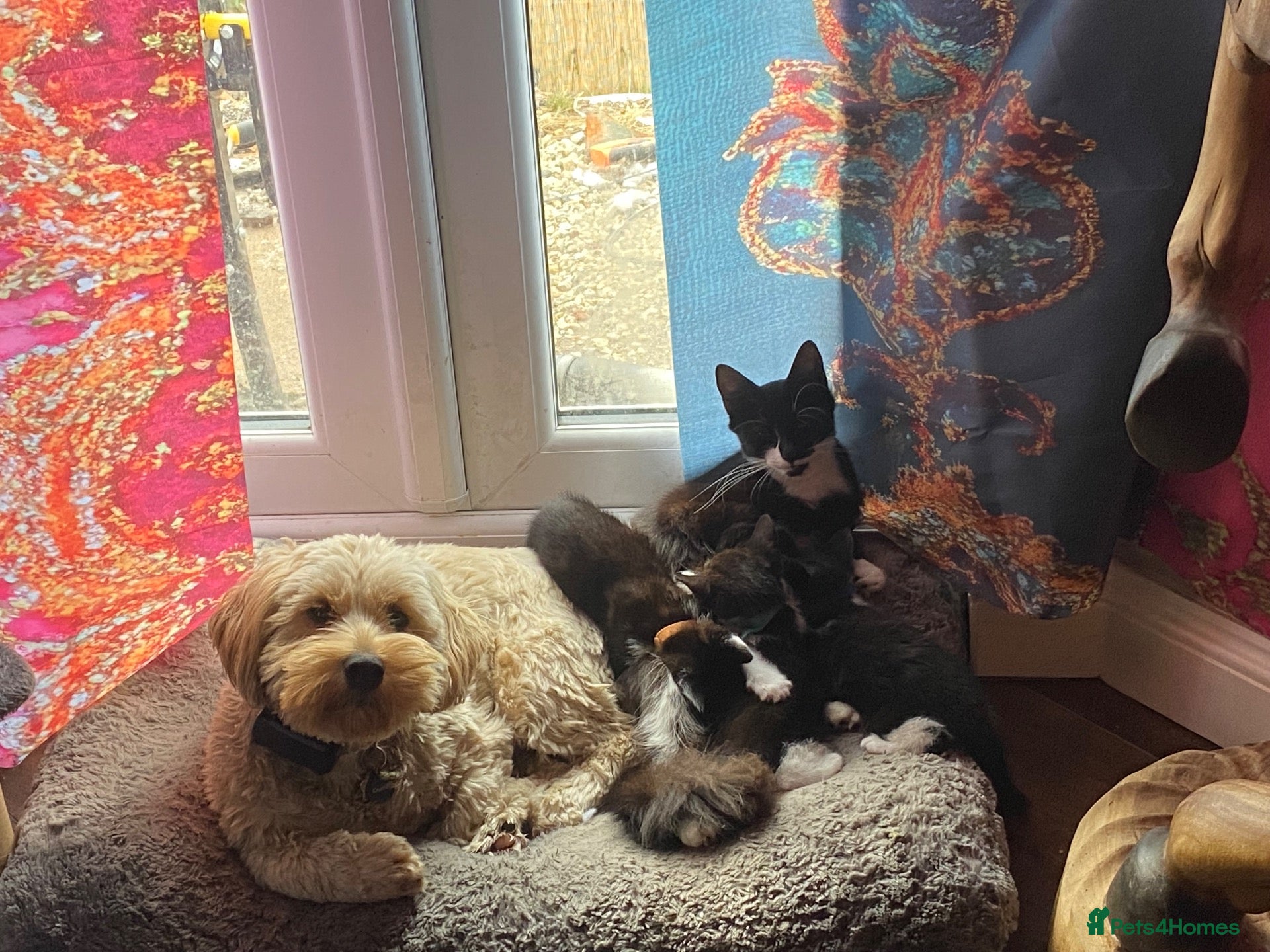 Domestic Shorthair cats 3 Beautiful Boy Kittens Looking for Forever Homes - Advert 4