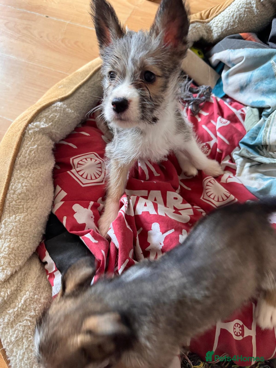 Mixed Breed dogs for sale: Siberian Husky X Staff/Lhasa Apso. Only 2 left!!  - Image 17