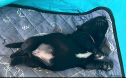 Labrador Retriever dogs for sale: 5 month old Labrador, Raven ❤️ - Image 7