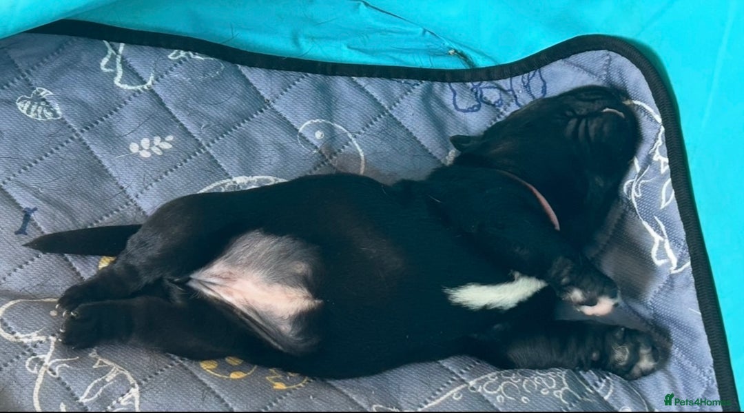 Labrador Retriever dogs for sale: 5 month old Labrador, Raven ❤️ - Image 7