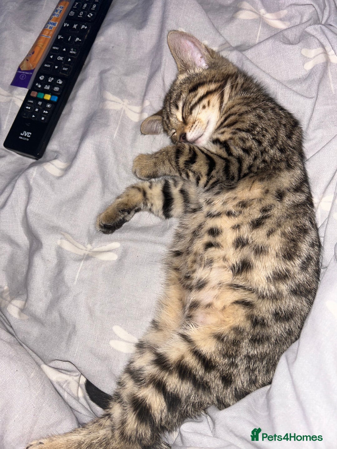 Mixed Breed cats for sale: Bengal x Bombay - kitten  - Image 10
