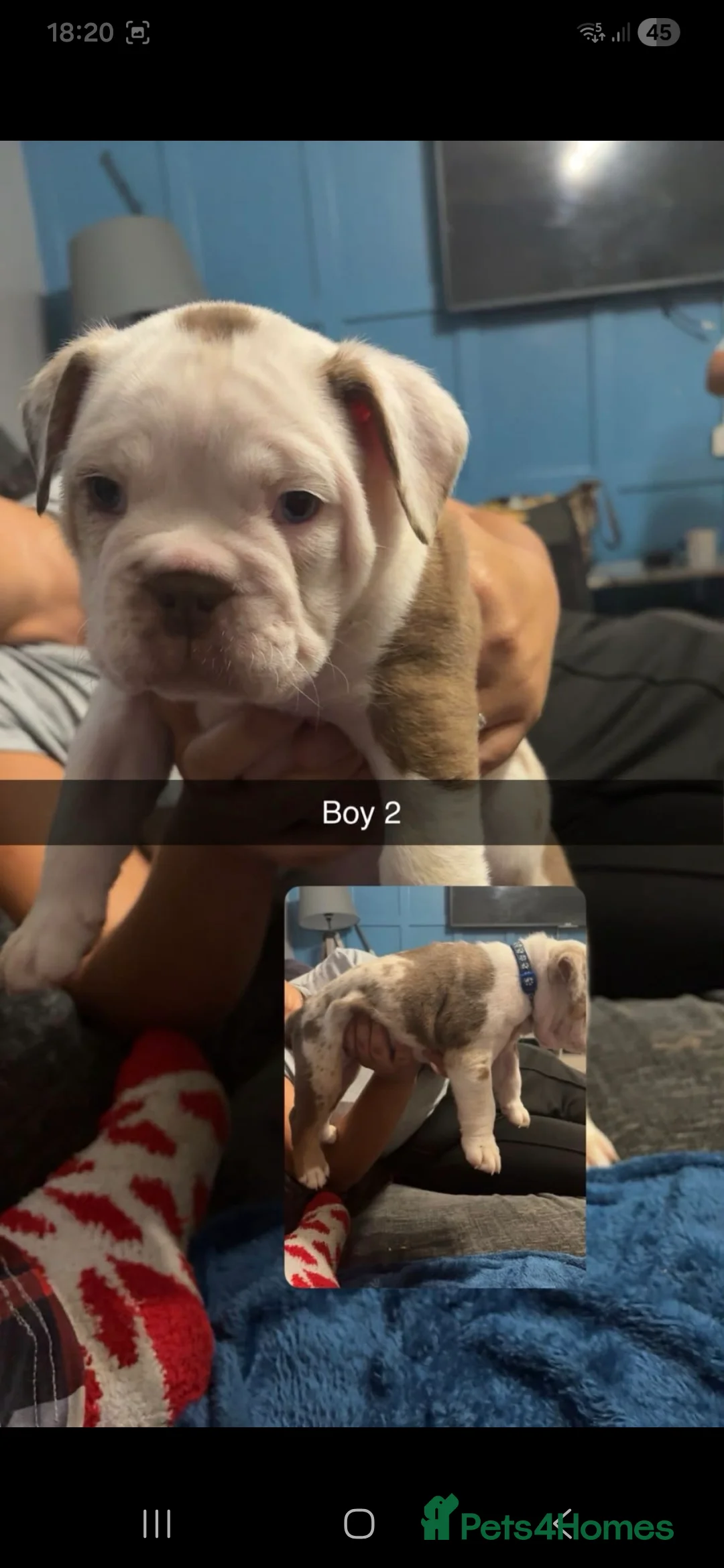 Olde English Bulldogge dogs for sale: Old tyme english bulldogge - Advert 4